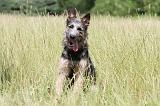BOUVIER DES ARDENNES 029